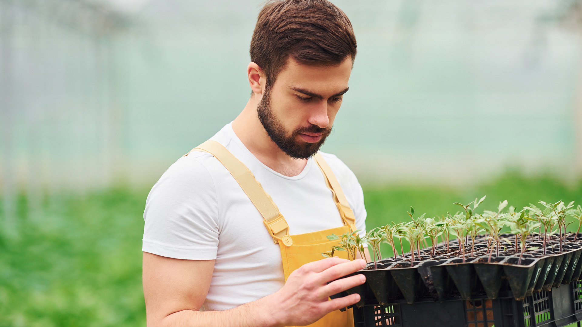 Un jeune jardinier examine de jeunes plants dans la serre